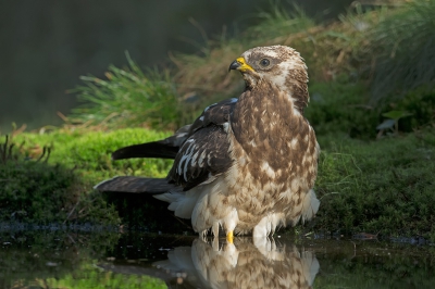 <i class='fa fa-user'></i>&nbsp;anevanrees&nbsp;|   Wespendief&nbsp; <i class='fa fa-eye'>&nbsp;747</i> &nbsp;<i class='fa fa-thumbs-up'>&nbsp;6</i> &nbsp; <i class='fa fa-comment-o'>&nbsp;14</i>