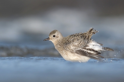 <i class='fa fa-user'></i>&nbsp;Lesley van Loo&nbsp;|   Zilverplevier&nbsp; <i class='fa fa-eye'>&nbsp;497</i> &nbsp;<i class='fa fa-thumbs-up'>&nbsp;9</i> &nbsp; <i class='fa fa-comment-o'>&nbsp;17</i>