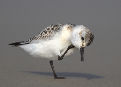 Het is een genot om deze strandvogeltjes te volgen ze lopen mee met de golven die het strand op komen en als het water zich weer terugtrekt lopen ze snel mee terug om allerlei voedsel op te pikken.