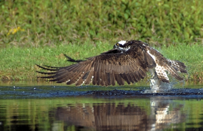 Na zo'n duik heeft hij of zij alle kracht nodig om uit het water te komen en met zijn prooi het luchtruim te kiezen. Foto Monique.