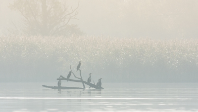 <i class='fa fa-user'></i>&nbsp;pabos&nbsp;|   Aalscholver&nbsp; <i class='fa fa-eye'>&nbsp;395</i> &nbsp;<i class='fa fa-thumbs-up'>&nbsp;3</i> &nbsp; <i class='fa fa-comment-o'>&nbsp;8</i>