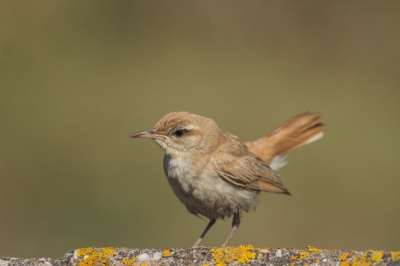 Sinds een maand heb ik een canon 400mm objectief met een vast brandpunt in mijn bezit. Dit is mijn eerste foto die ik hier plaats.
Ik heb de laatste tijd flink geoefend, maar moet nog veel leren. De Rosse waaierstaart vloog telkens achter een muurtje langs. Uiteindelijk ben ik gaan zitten wachten bij een hek met spijlen er in zodat ik mooi vrij zicht had met mijn lens. 
Ik had het geluk dat hij ineens op 4 meter afstand recht voor me op het muurtje kwam zitten. 
Ik heb geprobeerd om een zo laag mogelijke positie te kiezen om zo een mooie egaal groene achtergrond van de dijk te krijgen. Toen hij op het muurtje kwam zitten, zat ik al in lage positie klaar, waardoor ik even de tijd had om een aantal platen te schieten.
Het was mooi zonnig weer, dus het licht was goed.   
Mochten er mensen zijn dit tips hebben, ik hoor het graag, daar leer ik van.