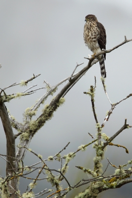 <i class='fa fa-user'></i>&nbsp;Martjan Lammertink&nbsp;|   Roodbroeksperwer&nbsp; <i class='fa fa-eye'>&nbsp;310</i> &nbsp;<i class='fa fa-thumbs-up'>&nbsp;1</i> &nbsp; <i class='fa fa-comment-o'>&nbsp;2</i>