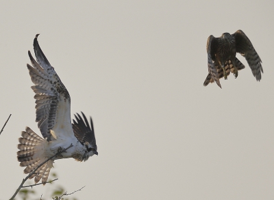 <i class='fa fa-user'></i>&nbsp;Ben Reitsma&nbsp;|   Visarend&nbsp; <i class='fa fa-eye'>&nbsp;605</i> &nbsp;<i class='fa fa-thumbs-up'>&nbsp;5</i> &nbsp; <i class='fa fa-comment-o'>&nbsp;12</i>