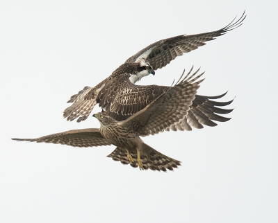 <i class='fa fa-user'></i>&nbsp;Wilfried Solarz&nbsp;|   Visarend&nbsp; <i class='fa fa-eye'>&nbsp;1397</i> &nbsp;<i class='fa fa-thumbs-up'>&nbsp;48</i> &nbsp; <i class='fa fa-comment-o'>&nbsp;37</i>