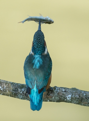 <i class='fa fa-user'></i>&nbsp;pabos&nbsp;|   IJsvogel&nbsp; <i class='fa fa-eye'>&nbsp;441</i> &nbsp; <i class='fa fa-comment-o'>&nbsp;8</i>