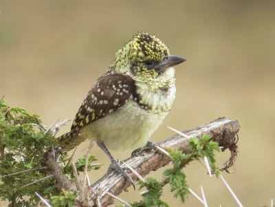 <i class='fa fa-user'></i>&nbsp;Elja&nbsp;|   D'Arnauds Baardvogel&nbsp; <i class='fa fa-eye'>&nbsp;349</i> &nbsp; <i class='fa fa-comment-o'>&nbsp;3</i>