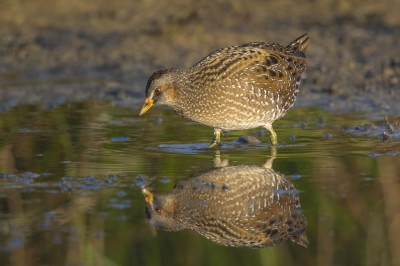 <i class='fa fa-user'></i>&nbsp;Peter Soer&nbsp;|   Porseleinhoen&nbsp; <i class='fa fa-eye'>&nbsp;405</i> &nbsp; <i class='fa fa-comment-o'>&nbsp;5</i>