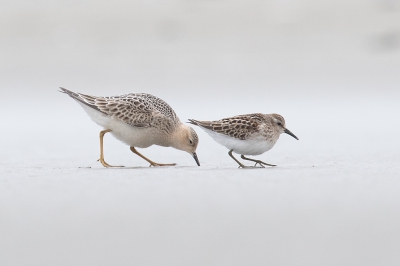 Twijfel. Ik dacht eerst dat het een Grijze strandloper was. Maar de pootkleur is wat groenig en niet echt zwart. Hij was eigenlijk te groot voor een Kleine maar misschien heb ik het mis. De Blonde Ruiter erop laten staan voor vergelijk. Determinatieplaatje ;-)