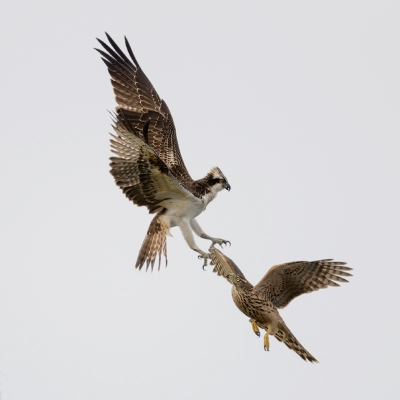 <i class='fa fa-user'></i>&nbsp;Henk Laverman&nbsp;|   Visarend&nbsp; <i class='fa fa-eye'>&nbsp;789</i> &nbsp;<i class='fa fa-thumbs-up'>&nbsp;19</i> &nbsp; <i class='fa fa-comment-o'>&nbsp;14</i>