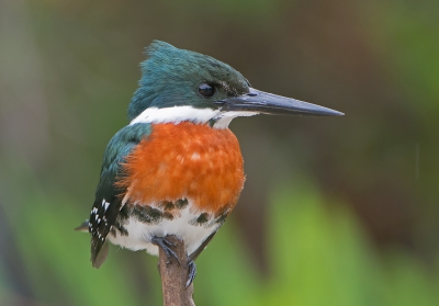 <i class='fa fa-user'></i>&nbsp;martin lok&nbsp;|   Groene IJsvogel&nbsp; <i class='fa fa-eye'>&nbsp;406</i> &nbsp;<i class='fa fa-thumbs-up'>&nbsp;6</i> &nbsp; <i class='fa fa-comment-o'>&nbsp;8</i>