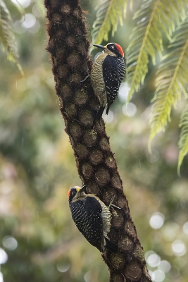 <i class='fa fa-user'></i>&nbsp;Bert Ooms&nbsp;|   Zwartwangspecht&nbsp; <i class='fa fa-eye'>&nbsp;332</i> &nbsp;<i class='fa fa-thumbs-up'>&nbsp;1</i> &nbsp; <i class='fa fa-comment-o'>&nbsp;8</i>