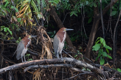 <i class='fa fa-user'></i>&nbsp;martin lok&nbsp;|   Rosse Tijgerroerdomp&nbsp; <i class='fa fa-eye'>&nbsp;322</i> &nbsp; <i class='fa fa-comment-o'>&nbsp;4</i>