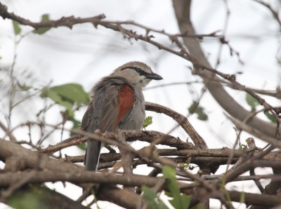 <i class='fa fa-user'></i>&nbsp;Elja&nbsp;|   Somalische Tsjagra&nbsp; <i class='fa fa-eye'>&nbsp;323</i> &nbsp; <i class='fa fa-comment-o'>&nbsp;2</i>