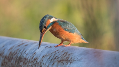 Voor het eerst vanuit een schuiltent gefotografeerd. De omstandigheden waren afgezien van een stevig windje erg goed.
Deze Ijsvogel zat vanaf de reling van een sluis te vissen.