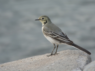 <i class='fa fa-user'></i>&nbsp;Wijnand van Buuren&nbsp;|   Witte Kwikstaart&nbsp; <i class='fa fa-eye'>&nbsp;269</i> &nbsp;<i class='fa fa-thumbs-up'>&nbsp;1</i> &nbsp; <i class='fa fa-comment-o'>&nbsp;7</i>