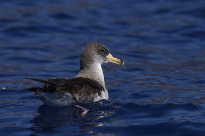 <i class='fa fa-user'></i>&nbsp;Gerard Visser&nbsp;|   Kuhls Pijlstormvogel&nbsp; <i class='fa fa-eye'>&nbsp;277</i> &nbsp; <i class='fa fa-comment-o'>&nbsp;4</i>