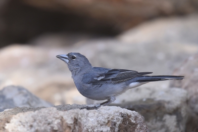 <i class='fa fa-user'></i>&nbsp;Gerard Visser&nbsp;|   Blauwe Vink&nbsp; <i class='fa fa-eye'>&nbsp;426</i> &nbsp;<i class='fa fa-thumbs-up'>&nbsp;3</i> &nbsp; <i class='fa fa-comment-o'>&nbsp;22</i>