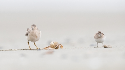 <i class='fa fa-user'></i>&nbsp;Inge van der Wulp&nbsp;|   Blonde Ruiter&nbsp; <i class='fa fa-eye'>&nbsp;505</i> &nbsp;<i class='fa fa-thumbs-up'>&nbsp;6</i> &nbsp; <i class='fa fa-comment-o'>&nbsp;6</i>