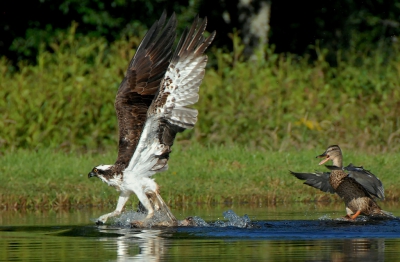 <i class='fa fa-user'></i>&nbsp;Nol Baarschers&nbsp;|   Visarend&nbsp; <i class='fa fa-eye'>&nbsp;810</i> &nbsp;<i class='fa fa-thumbs-up'>&nbsp;14</i> &nbsp; <i class='fa fa-comment-o'>&nbsp;19</i>