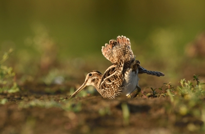 <i class='fa fa-user'></i>&nbsp;Ido&nbsp;|   Watersnip&nbsp; <i class='fa fa-eye'>&nbsp;393</i> &nbsp;<i class='fa fa-thumbs-up'>&nbsp;2</i> &nbsp; <i class='fa fa-comment-o'>&nbsp;6</i>