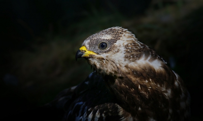 <i class='fa fa-user'></i>&nbsp;thijsglastra&nbsp;|   Wespendief&nbsp; <i class='fa fa-eye'>&nbsp;652</i> &nbsp;<i class='fa fa-thumbs-up'>&nbsp;9</i> &nbsp; <i class='fa fa-comment-o'>&nbsp;12</i>