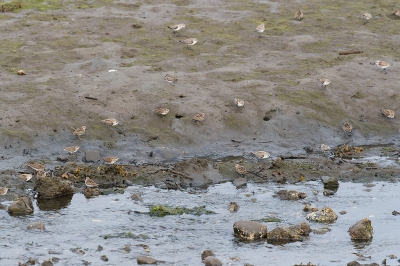 Nog een plaatje maar nu meer een overzichtsplaatje van alle steltjes. De Steltstrandloper staat hier niet op want die vloog niet mee met het groepje