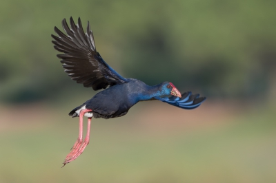 <i class='fa fa-user'></i>&nbsp;Hans Overduin&nbsp;|   Purperkoet&nbsp; <i class='fa fa-eye'>&nbsp;621</i> &nbsp;<i class='fa fa-thumbs-up'>&nbsp;7</i> &nbsp; <i class='fa fa-comment-o'>&nbsp;15</i>