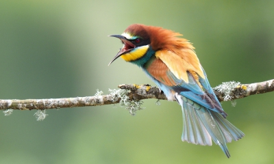 <i class='fa fa-user'></i>&nbsp;corvanspijk&nbsp;|   Bijeneter&nbsp; <i class='fa fa-eye'>&nbsp;586</i> &nbsp;<i class='fa fa-thumbs-up'>&nbsp;7</i> &nbsp; <i class='fa fa-comment-o'>&nbsp;14</i>