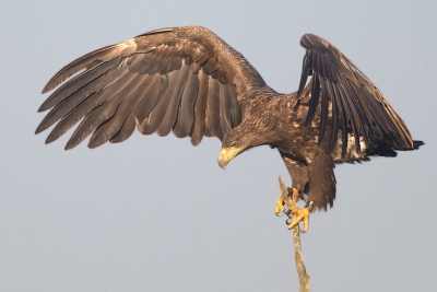 In de verte zag ik twee kleine silhouetten en een wat groter silhouet en ze kwamen heel langzaam mijn kant op zweven als dan ook nog alles op de wieken gaat dan werd het toch wel duidelijk wie er tot mijn grote verrassing in aantocht was.
Na een paar rondjes te hebben gevlogen streek de zeearend in deze dode tak neer met de buizerds nog steeds boven hem en later zelfs ook enkele blauwe reigers die te hulp schoten.
Het is genieten van zo een verrassing in het vrije veld.