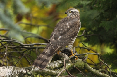 Een sperwer komt zelden in onze tuin. Dit mannetje zat heerlijk een spreeuw te eten op onze berk. Gefotografeerd met 400 mm vanaf het dakterras.