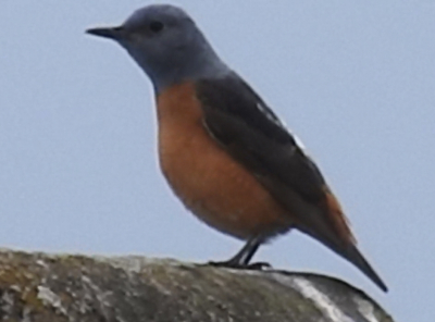 de rode rotslijster is een zeldzame verschijnig in Nederland
voor iedereen die hem had willen zien, een foto van de roder rotslijster
het weer was grijs en regenachtig
