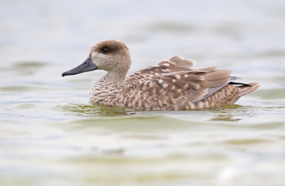 <i class='fa fa-user'></i>&nbsp;Bouke Atema&nbsp;|   Marmereend&nbsp; <i class='fa fa-eye'>&nbsp;798</i> &nbsp;<i class='fa fa-thumbs-up'>&nbsp;2</i> &nbsp; <i class='fa fa-comment-o'>&nbsp;11</i>