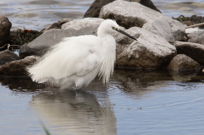 Deze Kleine zilverreiger foerageerde langs de weg bij de Goese golf. Hij trok zich door niets en niemand iets aan en dat op enkele meters afstand.