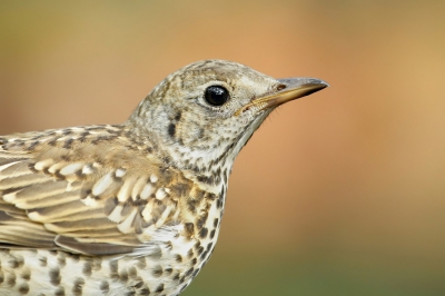 <i class='fa fa-user'></i>&nbsp;Frank Kremer&nbsp;|   Grote Lijster&nbsp; <i class='fa fa-eye'>&nbsp;385</i> &nbsp; <i class='fa fa-comment-o'>&nbsp;6</i>