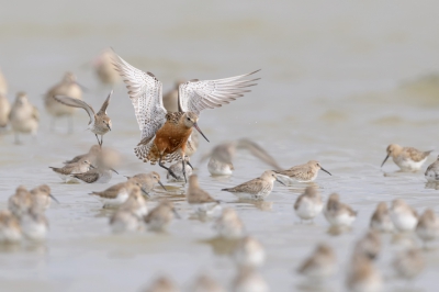 <i class='fa fa-user'></i>&nbsp;Henk Laverman&nbsp;|   Rosse Grutto&nbsp; <i class='fa fa-eye'>&nbsp;463</i> &nbsp;<i class='fa fa-thumbs-up'>&nbsp;2</i> &nbsp; <i class='fa fa-comment-o'>&nbsp;16</i>