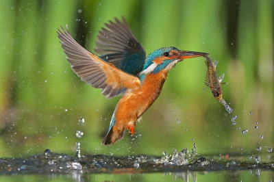 <i class='fa fa-user'></i>&nbsp;Corn� van Oosterhout&nbsp;|   IJsvogel&nbsp; <i class='fa fa-eye'>&nbsp;863</i> &nbsp;<i class='fa fa-thumbs-up'>&nbsp;27</i> &nbsp; <i class='fa fa-comment-o'>&nbsp;18</i>