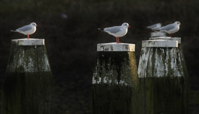 <i class='fa fa-user'></i>&nbsp;Fons Hoiting&nbsp;|   Kokmeeuw&nbsp; <i class='fa fa-eye'>&nbsp;276</i> &nbsp;<i class='fa fa-thumbs-up'>&nbsp;1</i> &nbsp; <i class='fa fa-comment-o'>&nbsp;6</i>