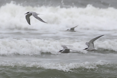 <i class='fa fa-user'></i>&nbsp;kanon&nbsp;|   Visdief&nbsp; <i class='fa fa-eye'>&nbsp;412</i> &nbsp; <i class='fa fa-comment-o'>&nbsp;8</i>