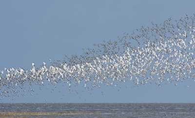 Pas toen ik voor de derde keer ging, zat het allemaal een beetje mee: de hoogte van het water, het licht, de wind, de drukte, de plek van de kluten... 
Zo mooi als de kluten in grote zwermen omhoog en omlaag vliegen, draaien als kolken. Dan lijken het soms spreeuwen in hun vlieggedrag, op deze foto kun je dat een beetje zien.