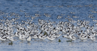 Ook deze is van vrijdag: toen het al hoogwater was geweest en ze maar verder en verder weg vlogen wilde ik al bijna vertrekken. Maar ze kozen toch ineens voor mijn kant van de priel. Zo dichtbij had ik ze nog nooit gehad. Poetsen en rusten is het dan, tot het water de grond weer vrijgeeft.