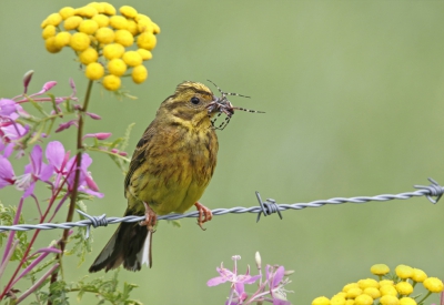 <i class='fa fa-user'></i>&nbsp;Gejo Wassink&nbsp;|   Geelgors&nbsp; <i class='fa fa-eye'>&nbsp;452</i> &nbsp;<i class='fa fa-thumbs-up'>&nbsp;5</i> &nbsp; <i class='fa fa-comment-o'>&nbsp;9</i>