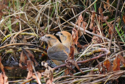 <i class='fa fa-user'></i>&nbsp;Astel&nbsp;|   Kruisbek&nbsp; <i class='fa fa-eye'>&nbsp;290</i> &nbsp; <i class='fa fa-comment-o'>&nbsp;4</i>