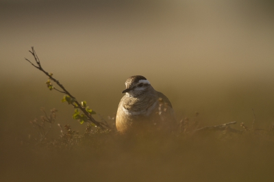 <i class='fa fa-user'></i>&nbsp;Alexander Schlatmann&nbsp;|   Morinelplevier&nbsp; <i class='fa fa-eye'>&nbsp;316</i> &nbsp;<i class='fa fa-thumbs-up'>&nbsp;7</i> &nbsp; <i class='fa fa-comment-o'>&nbsp;10</i>