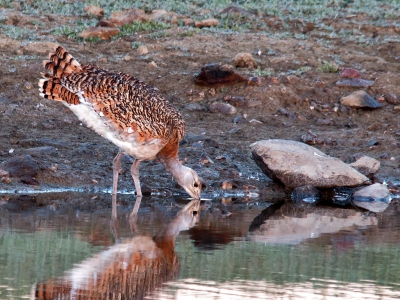 Ik wilde al heel lang een Grote Trap fotograferen die aan het drinken was maar dan met de spiegeling in het water. Net voor de zon op kwam is het dan gelukt. Helaas verdwenen zij weer net voordat de zon er op scheen.