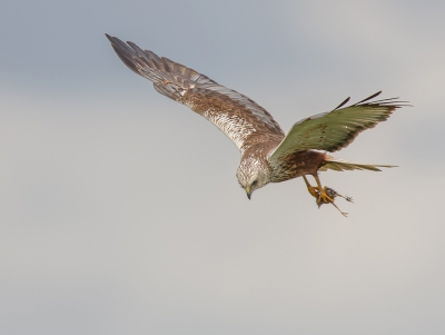 <i class='fa fa-user'></i>&nbsp;vogeljan&nbsp;|   Bruine Kiekendief&nbsp; <i class='fa fa-eye'>&nbsp;374</i> &nbsp;<i class='fa fa-thumbs-up'>&nbsp;7</i> &nbsp; <i class='fa fa-comment-o'>&nbsp;16</i>