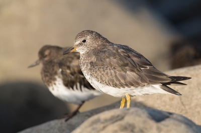 <i class='fa fa-user'></i>&nbsp;Inge van der Wulp&nbsp;|   Brandingloper&nbsp; <i class='fa fa-eye'>&nbsp;398</i> &nbsp; <i class='fa fa-comment-o'>&nbsp;7</i>