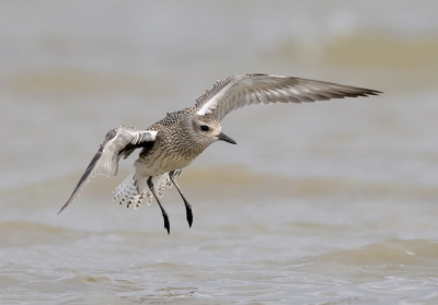 <i class='fa fa-user'></i>&nbsp;Henk Laverman&nbsp;|   Zilverplevier&nbsp; <i class='fa fa-eye'>&nbsp;312</i> &nbsp;<i class='fa fa-thumbs-up'>&nbsp;1</i> &nbsp; <i class='fa fa-comment-o'>&nbsp;8</i>