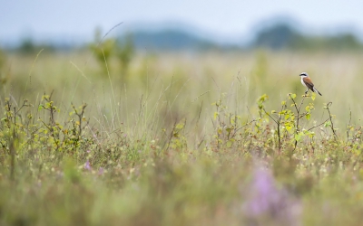 <i class='fa fa-user'></i>&nbsp;Bert Ooms&nbsp;|   Grauwe Klauwier&nbsp; <i class='fa fa-eye'>&nbsp;487</i> &nbsp;<i class='fa fa-thumbs-up'>&nbsp;6</i> &nbsp; <i class='fa fa-comment-o'>&nbsp;15</i>