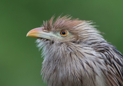 <i class='fa fa-user'></i>&nbsp;martin lok&nbsp;|   Guirakoekoek&nbsp; <i class='fa fa-eye'>&nbsp;256</i> &nbsp; <i class='fa fa-comment-o'>&nbsp;4</i>